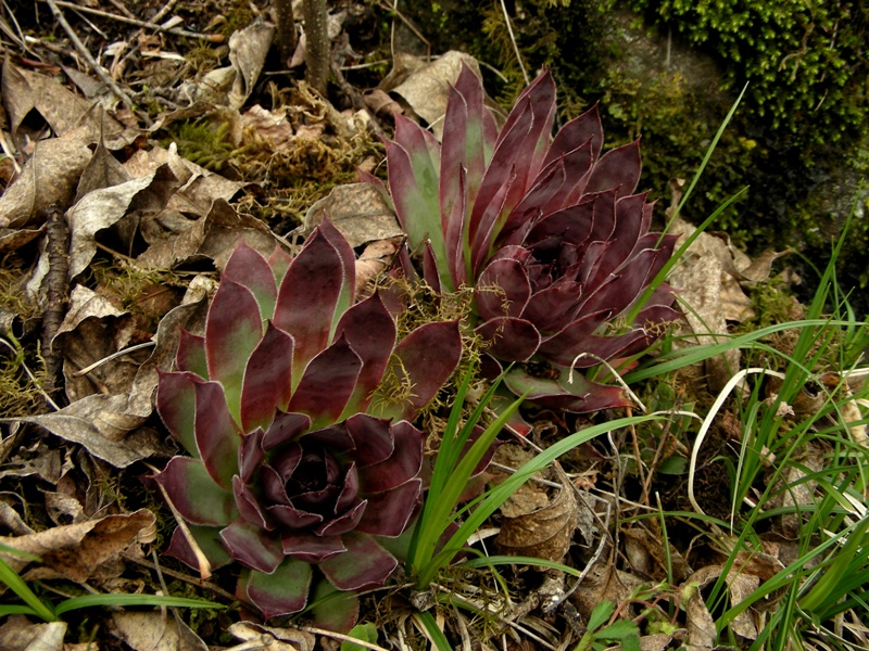 Semprevivi (S. arachnoideum e S. tectorum)